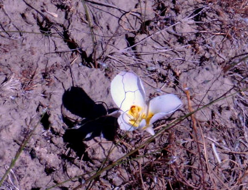 Desert Flower Bloom.